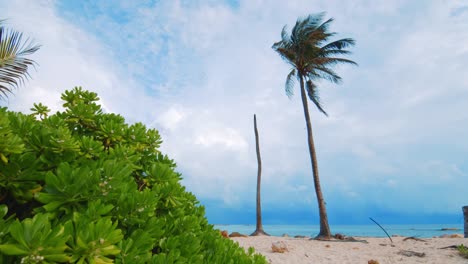 palm tree blowing in wind before caribbean rain season storm, slowmo low angle