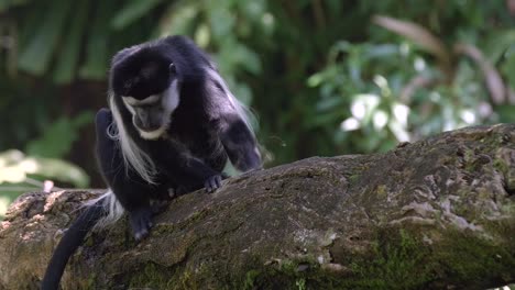 mantled guereza - black-and-white colobus monkey resting on a tree branch