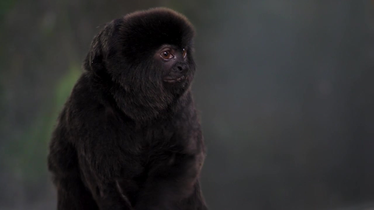 Un simpatico animaletto, una scimmia della specie tamarino, si gratta il corpo e si guarda intorno