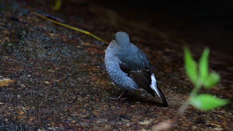 this female plumbeous redstart is not as colourful as the male but sure it is so fluffy as a ball of a cute bird