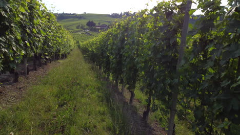 Cultivo-De-Viñedos-En-Barolo,-Langhe