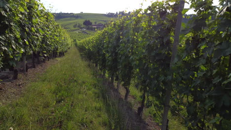 cultivo de viñedos en barolo, langhe