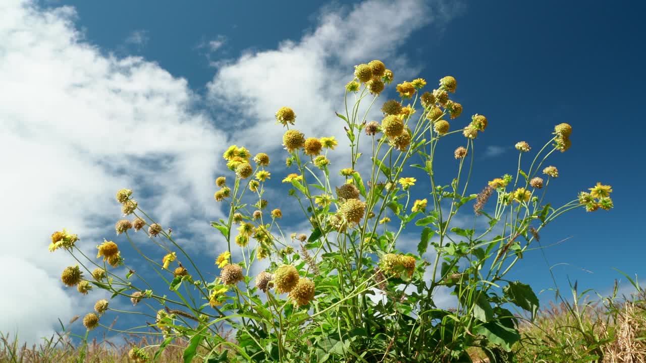 베르베시나 엔셀로이데스, 카이위 해안 경로의 야생 꽃, 칼로코 해변