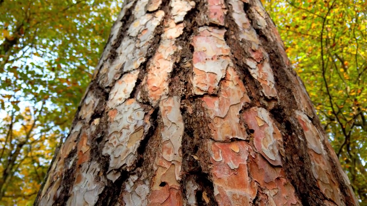 Pino nella foresta, con corteccia e tronco in evidenza