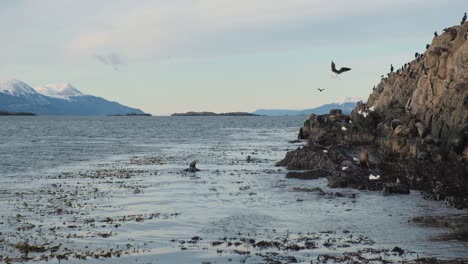 un grupo de cachorros de lobos marinos sudamericanos aprendiendo a nadar en la costa de una isla rocosa