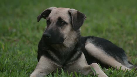 Dog-laying-on-green-grass-looking-around