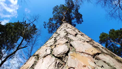 tall pine tree trunk with branches, close up rising from bottom to top view