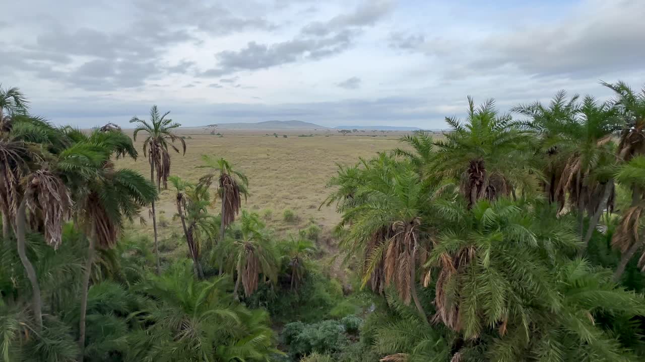 поездка на воздушном шаре среди пальмовых деревьев в национальном парке серенгети, танзания.