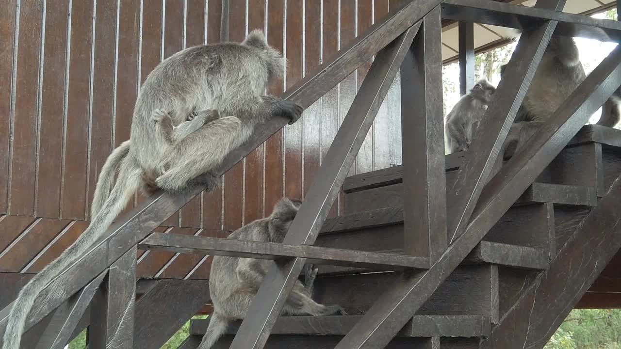 macacos sentados en una escalera de madera en un parque nacional en las selvas tropicales de borneo a cámara lenta