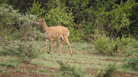 pan left with baby nyala antelope as it walks through open africa bush