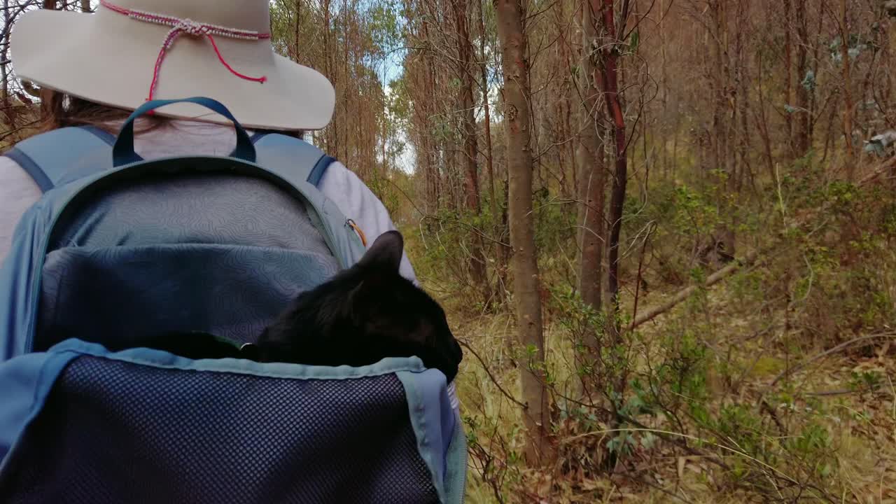 A black cat in a backpack on a lady's back while hiking in the Forest of Cusco. On a beautiful sunny day, the woman wears a white hat for the trek with tall trees. Tracking shot focus on a relaxed cat