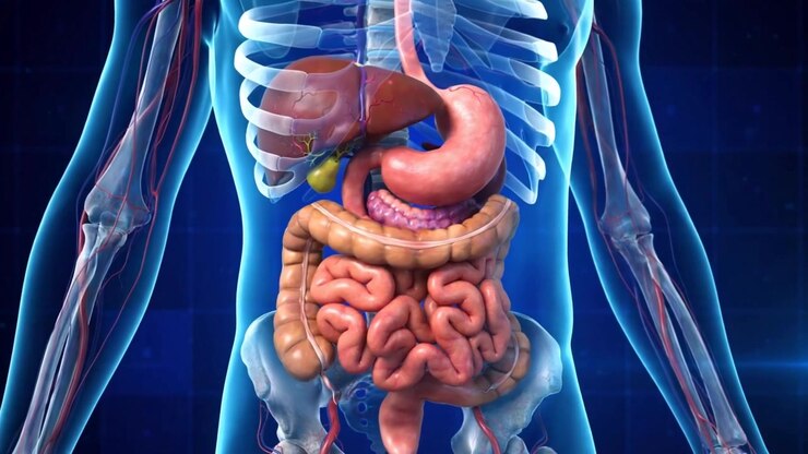 Rotating 3D View Of The Complete Human Digestive System Esophagus To Rectum Illuminated In A Transparent Torso
