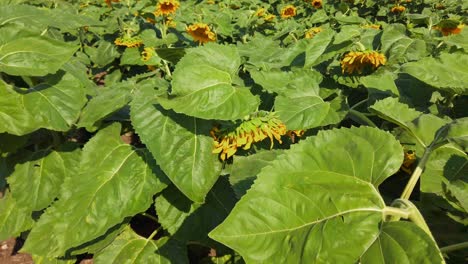 agricultural field of sunflowers. shooting in the summer in the countryside.