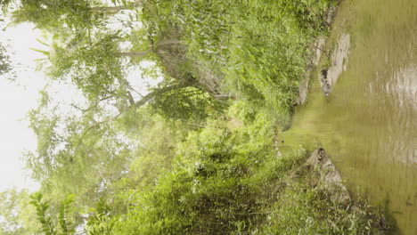 Drone-Aéreo-Vertical-Paisaje-Verde-Natural-Selva-Tropical-Selva-Tropical-En-Mui-Ne-Vietnam-Asia-Río-Ecuatorial-En-El-Desierto-No-Contaminado-De-La-Madre-Tierra