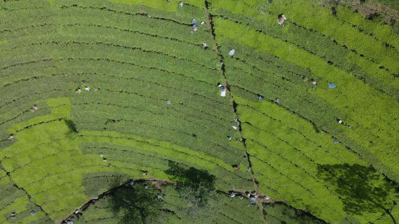 Overhead drone shot of many farmers on the tea plantation