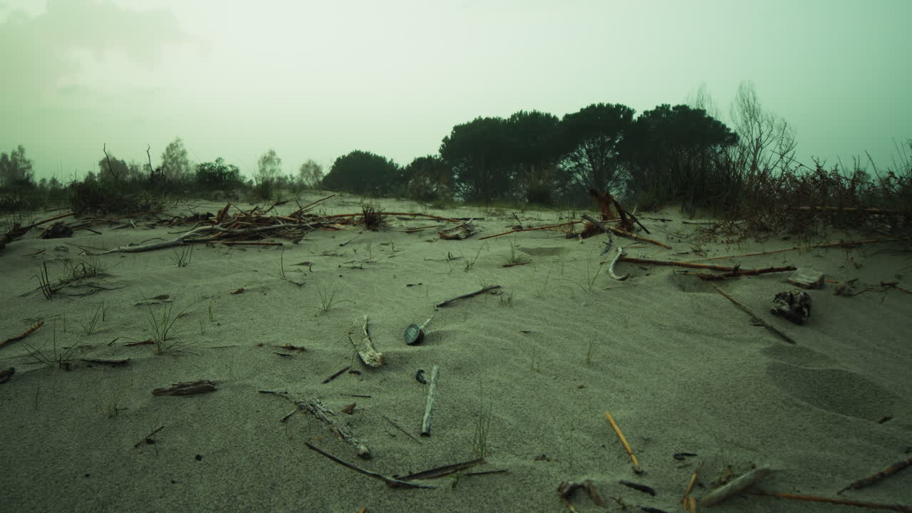 Deserted Beach Near The Forest In A Gloomy Winter