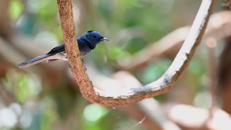 black-naped blue flycatcher, hypothymis azurea