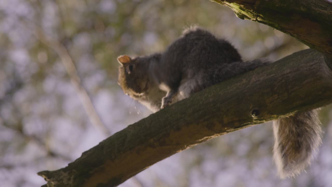 una ardilla roja en una rama de un árbol