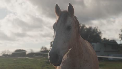 Caballo-En-El-Pasto-De-Una-Granja---Cerrar