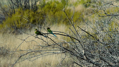 Swallow-tailed-bee-eater-at-a-twig-with-grassland-and-green-bushes-in-background