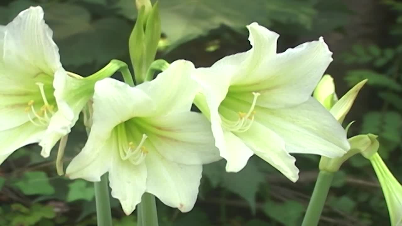 White Amaryllis Flowers