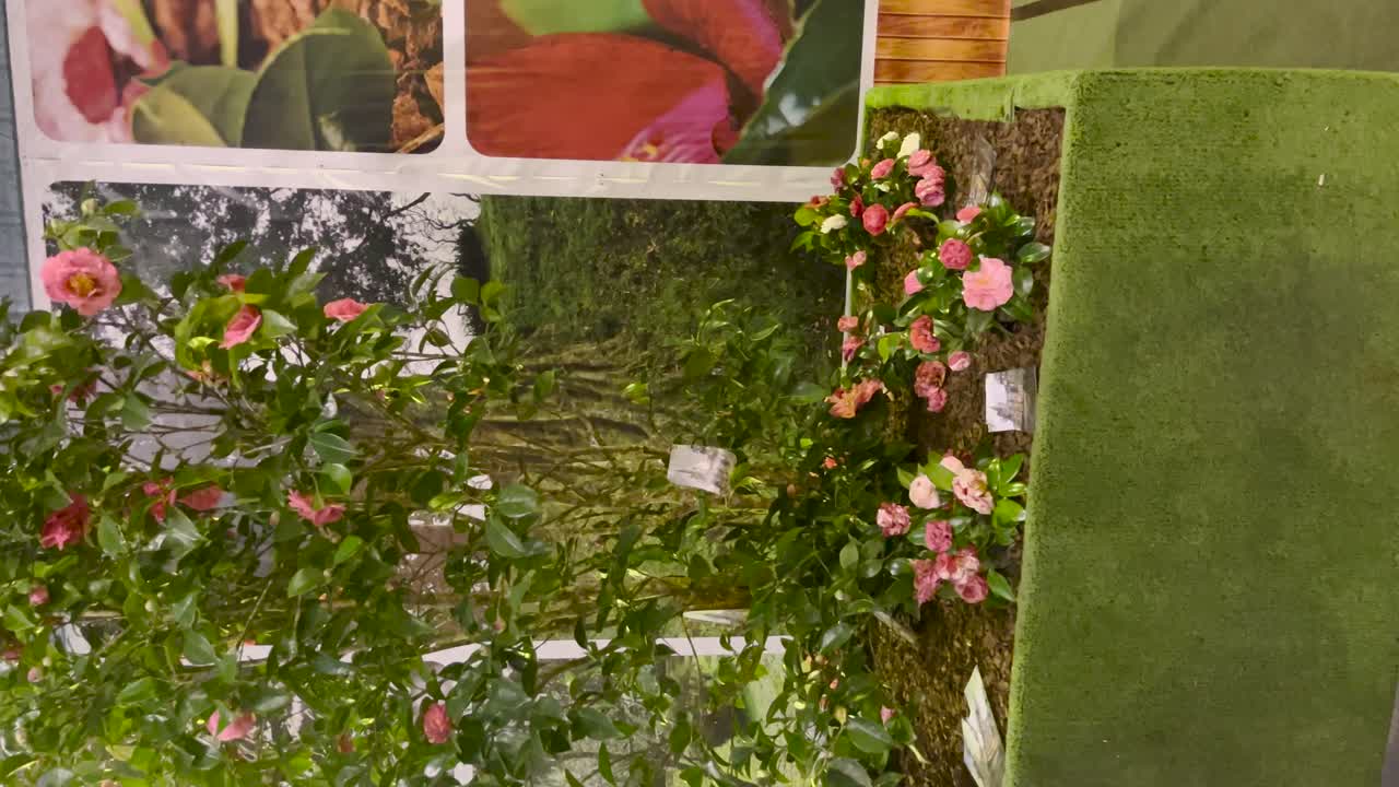 Camellia Flower Exhibition