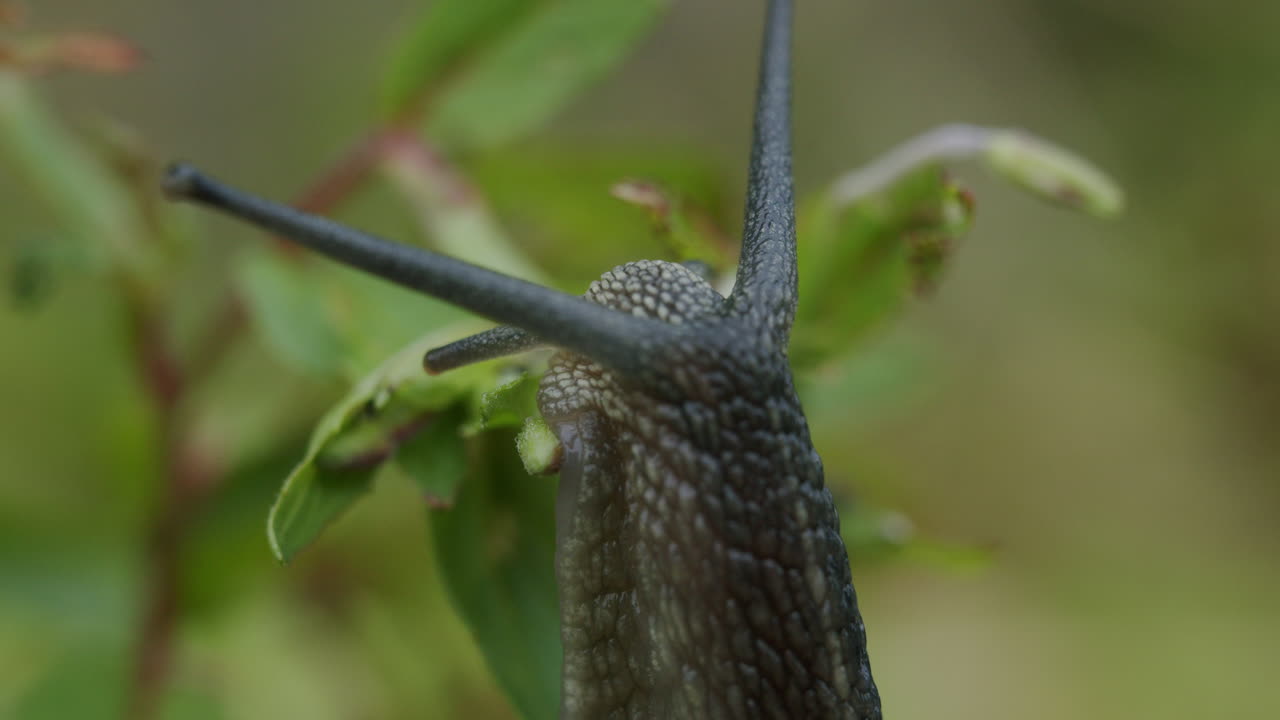 Close Up of a Snail on Green Leaves