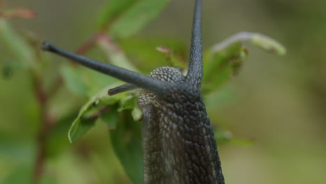 close up of a snail on green leaves