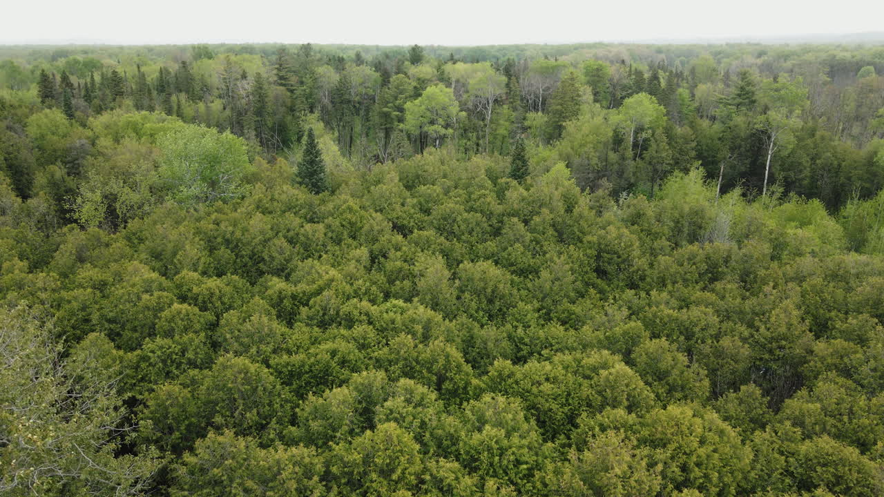Greenery Deciduous Forest Trees Near Schomberg, Ontario, Canada. Aerial Drone Shot