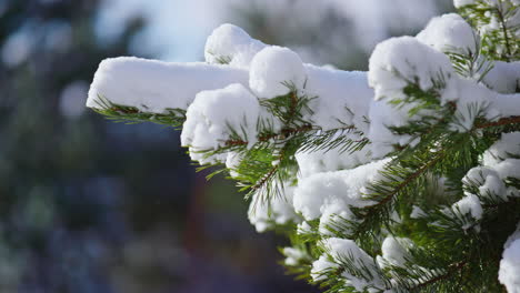 Tannenzweige-Bedeckten-Weichen,-Flauschigen-Schnee-Aus-Nächster-Nähe.-Verschneite-Fichten-Im-Sonnenlicht.