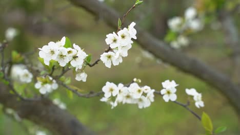 árbol-Con-Flores-En-La-Granja