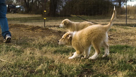 slow motion shot of two playful puppy dogs jumping and wondering on farm, day