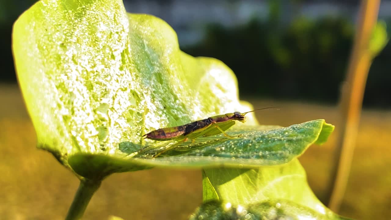 녹색의 흔들리는 잎에 있는 메뚜기의 클로즈업, 햇빛을 놀랍도록 자세하게 반사