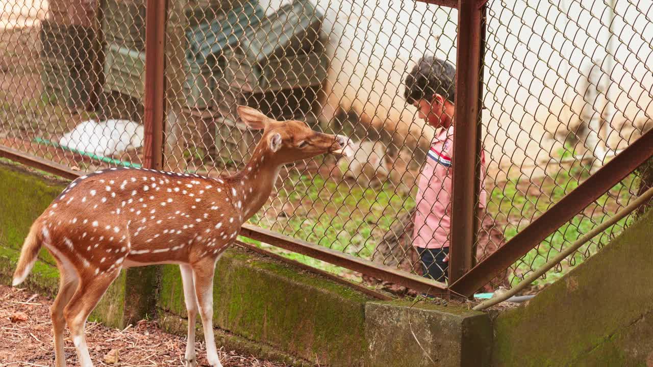 De herten krijgen bladeren gevoerd binnen de draadomheining, een jongen voert een hert, herten in de dierentuin