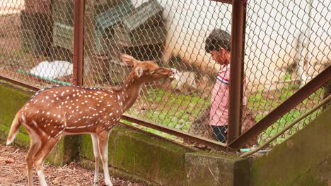 Die-Hirsche-Werden-Mit-Blättern-Im-Drahtzaun-Gefüttert,-Ein-Junge-Füttert-Einen-Hirsch,-Hirsche-Im-Zoo