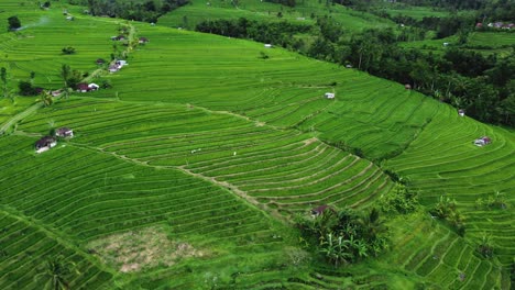 Vista-Aérea-Del-Campo-De-Arroz-De-Las-Terrazas-De-Jatiluwih-Al-Amanecer