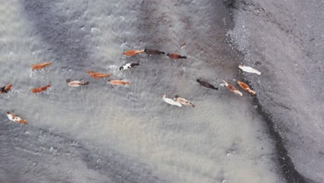 Herd-of-horses-crossing-shallow-glacial-river-in-Iceland,-top-down