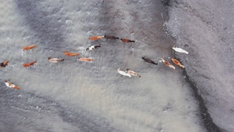 Manada-De-Caballos-Cruzando-Un-Río-Glacial-Poco-Profundo-En-Islandia,-De-Arriba-Hacia-Abajo