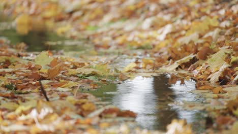 Slow-motion,-clA-shallow-stream-blanketed-by-fallen-autumn-leaves,-with-more-leaves-covering-the-banks