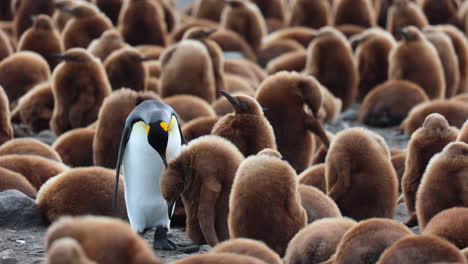 fluffy brown king penguin chick being fed by parent, south georgia