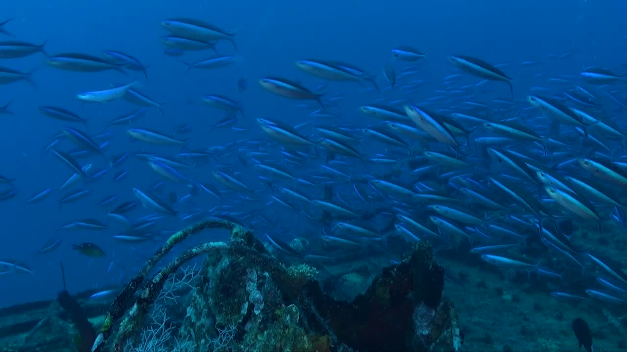fusilero azul neón nadando sobre un naufragio hundido en un océano azul profundo