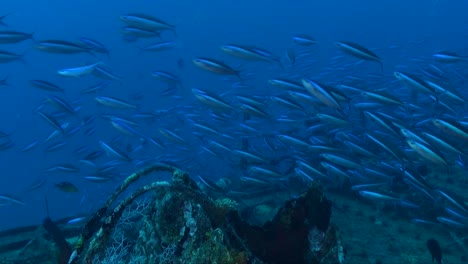 Neonblauer-Fusilier,-Der-über-Versunkenem-Schiffswrack-Im-Tiefblauen-Ozean-Schwimmt