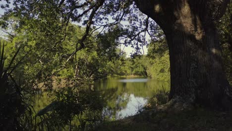 Pequeña-Laguna-En-El-Parque-De-La-Ciudad-Drone-Lento-Entre-árboles