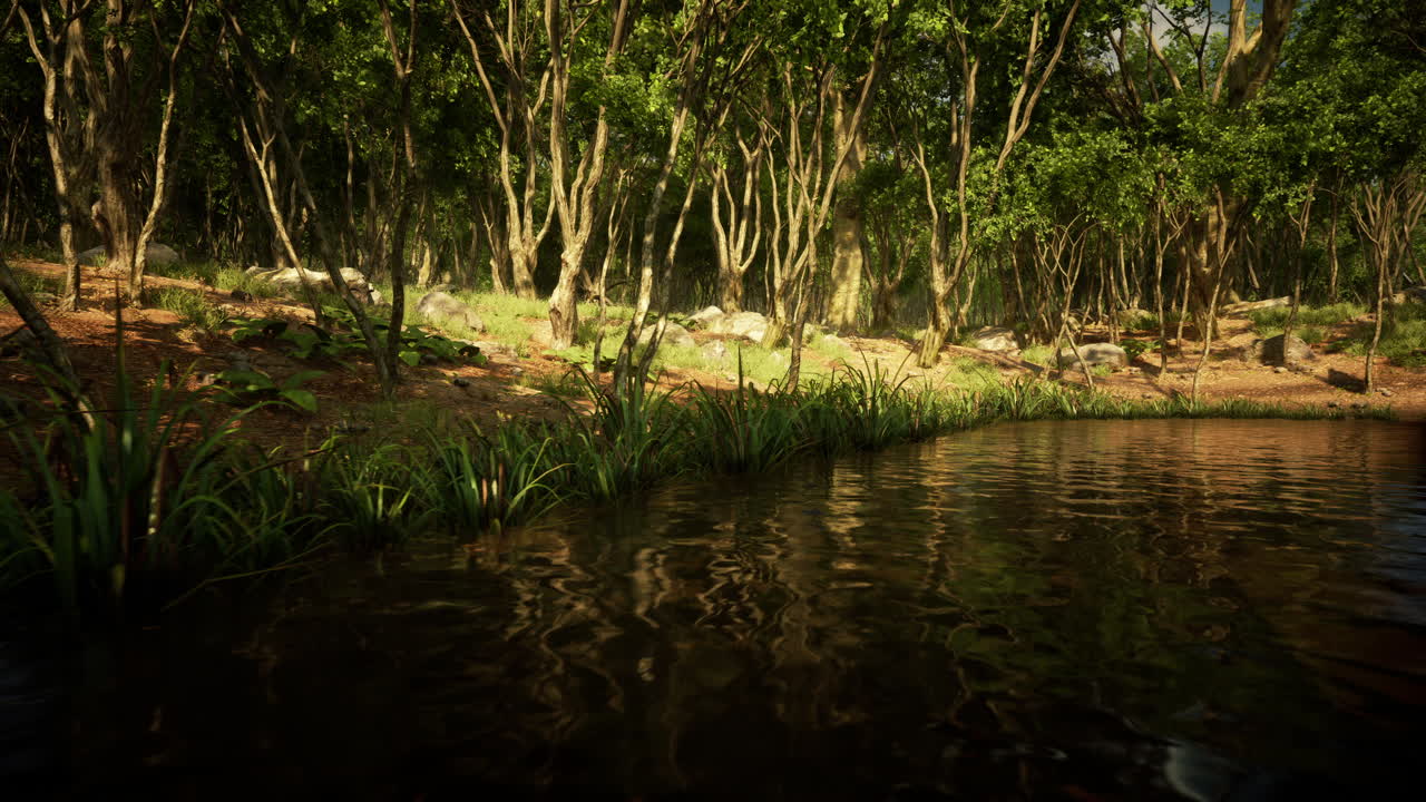 ⁇ 은 아침에 연못에서 안개