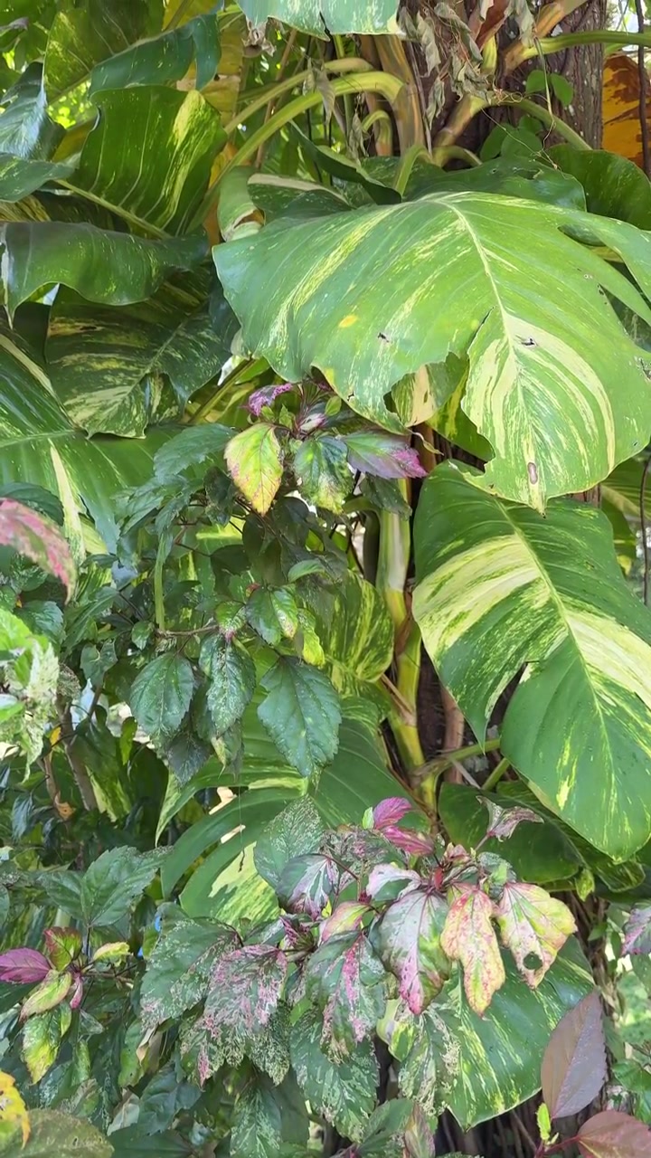 Fogliame tropicale lussureggiante con foglie variegate in un giardino
