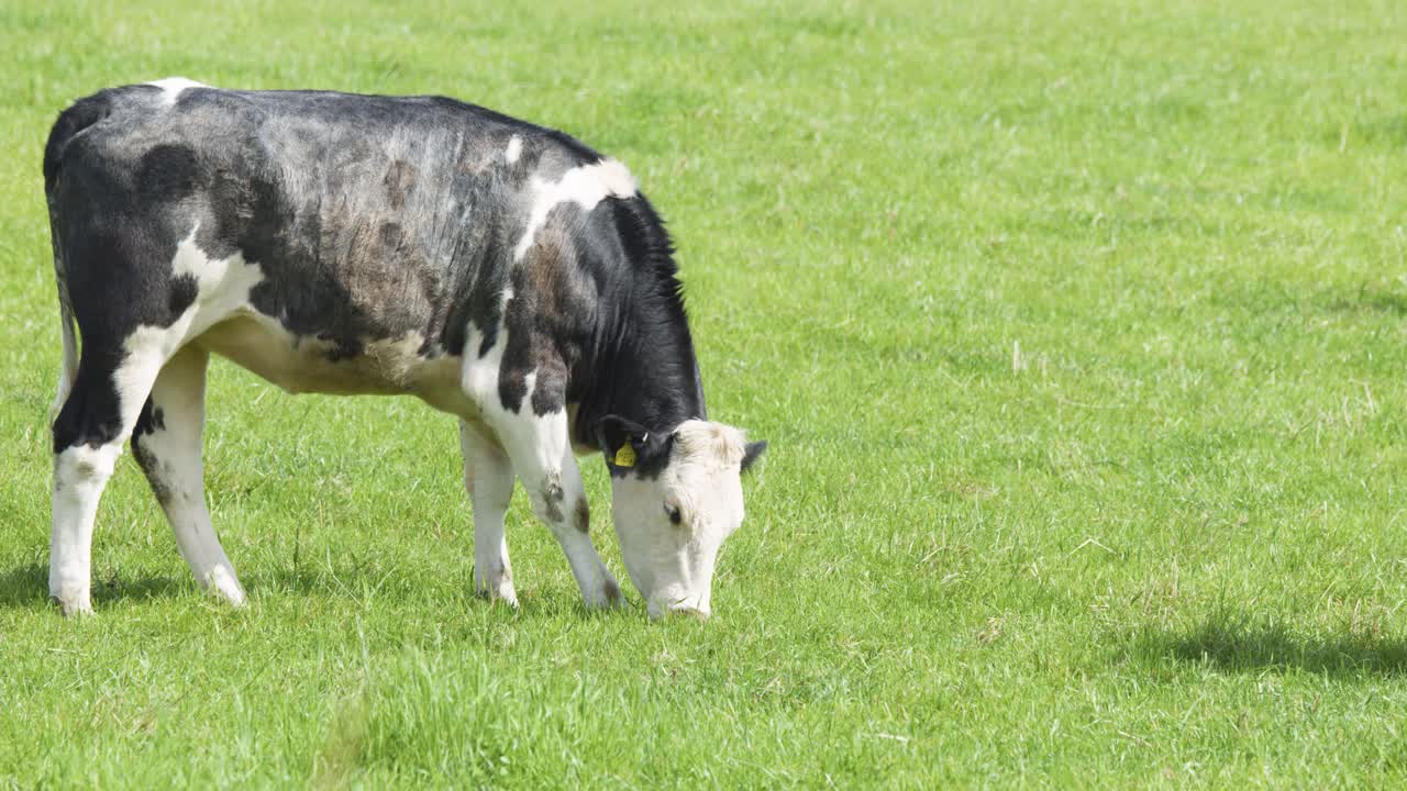 A black and white cow steadily grazes on lush green grass in a sunlit open field. Static camera, natural daylight, calm rural atmosphere