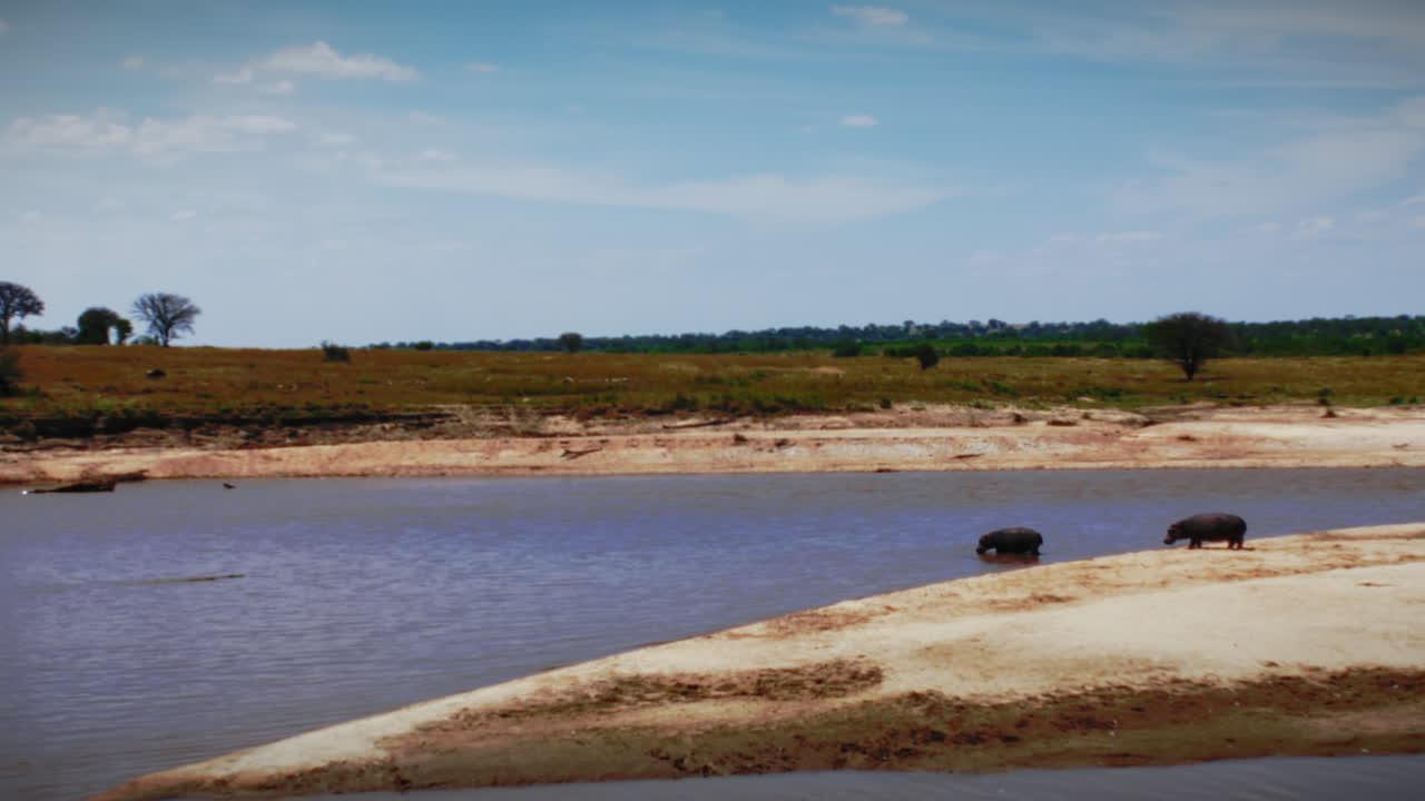 Plano aberto de dois hipopótamos enormes caminhando por uma margem de rio arenosa, depois entrando na água durante a Grande Migração no Parque Nacional do Serengeti, África, cena cinematográfica de vida selvagem