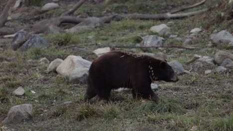 cinnamon bear walking through rocky forest area tracking along with bear