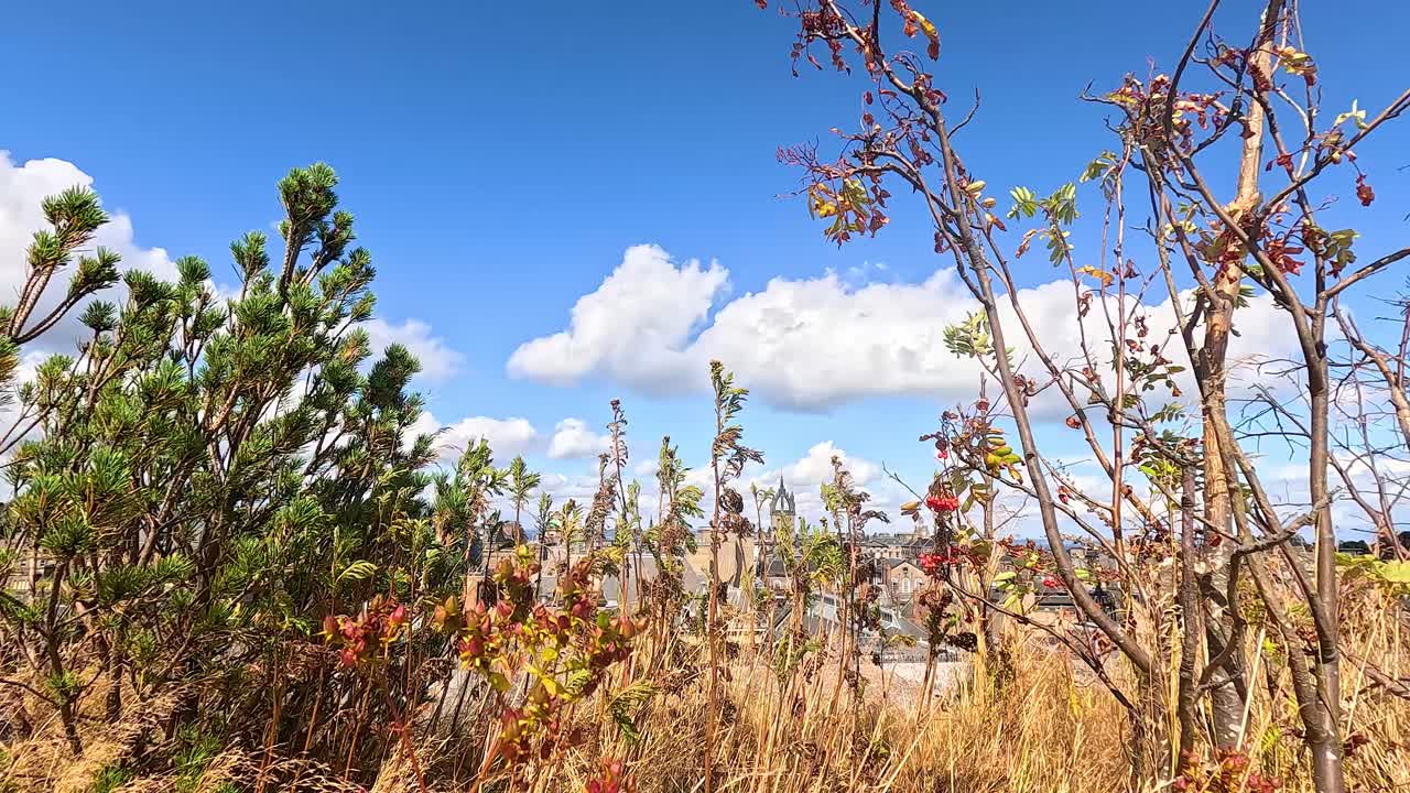 vista del castillo a través de árboles y arbustos en edimburgo