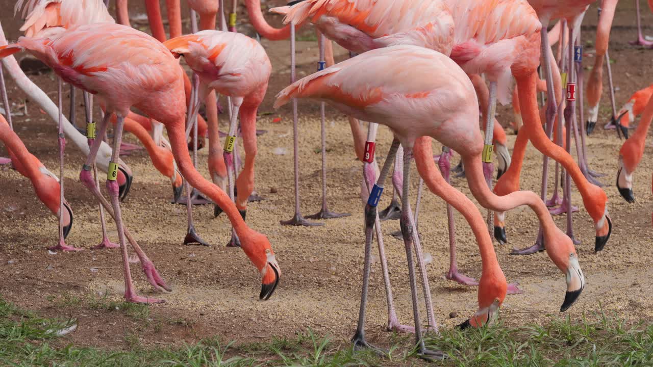 American and Chilean flamingoes feeding on grain on floor